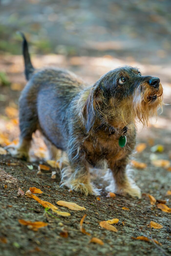Old Dogs Can Totally Learn New Tricks