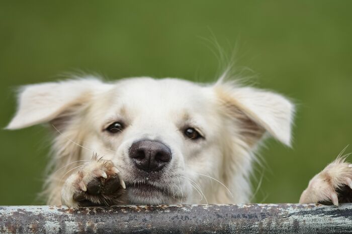 That Guilty Look? Your Dog’s Just Responding, Not Feeling Remorse
