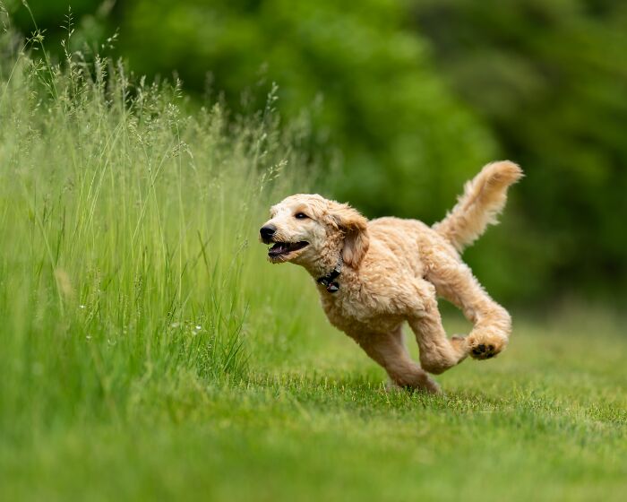 Zoomies Are Totally Normal and Hilarious