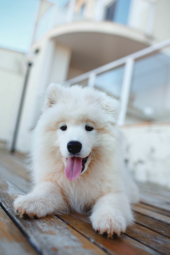 It’s Not All In The Breed – Dogs Are Complex Characters