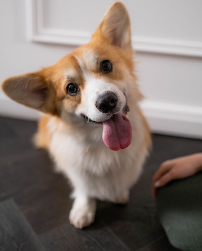Dogs Are Not Little Alpha Overlords