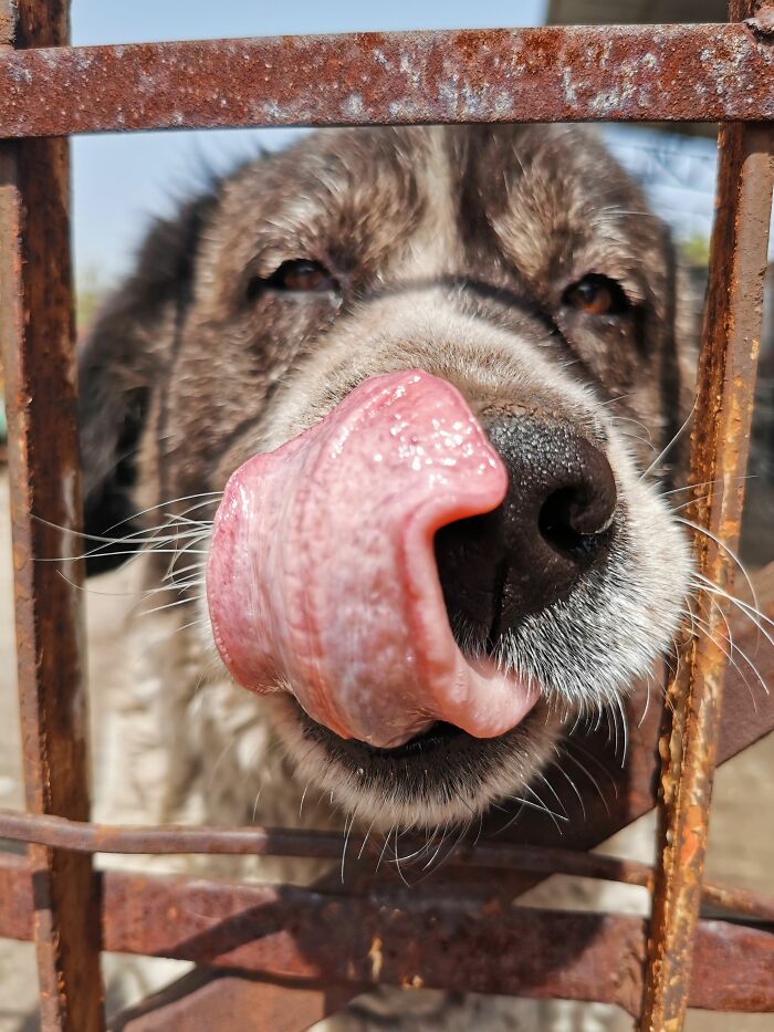 Licking: Love, Info, or Just Soothing Themselves?