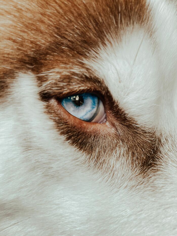 Dogs Don’t See In Black-and-White – Colors Are a Thing!