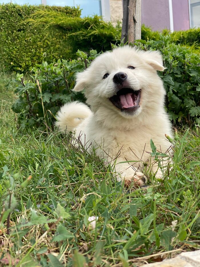 Socializing Pups: It’s Not Just About Meeting EVERYTHING
