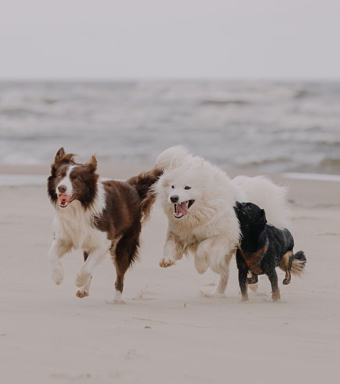 Not Every Dog Is a Social Butterfly