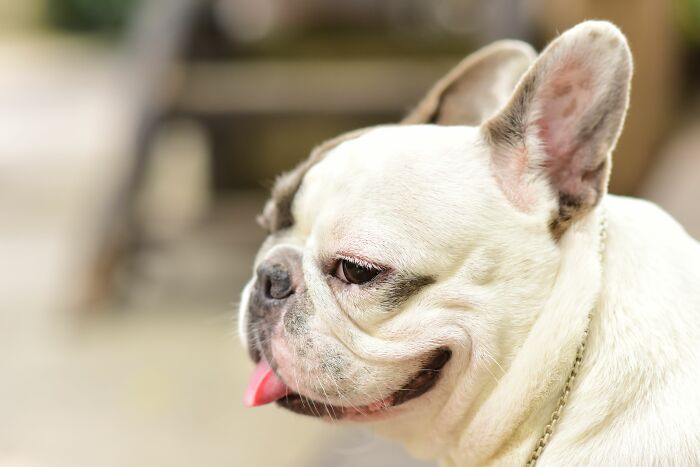 Dogs Don’t Get Revenge — They Get Bored or Stressed