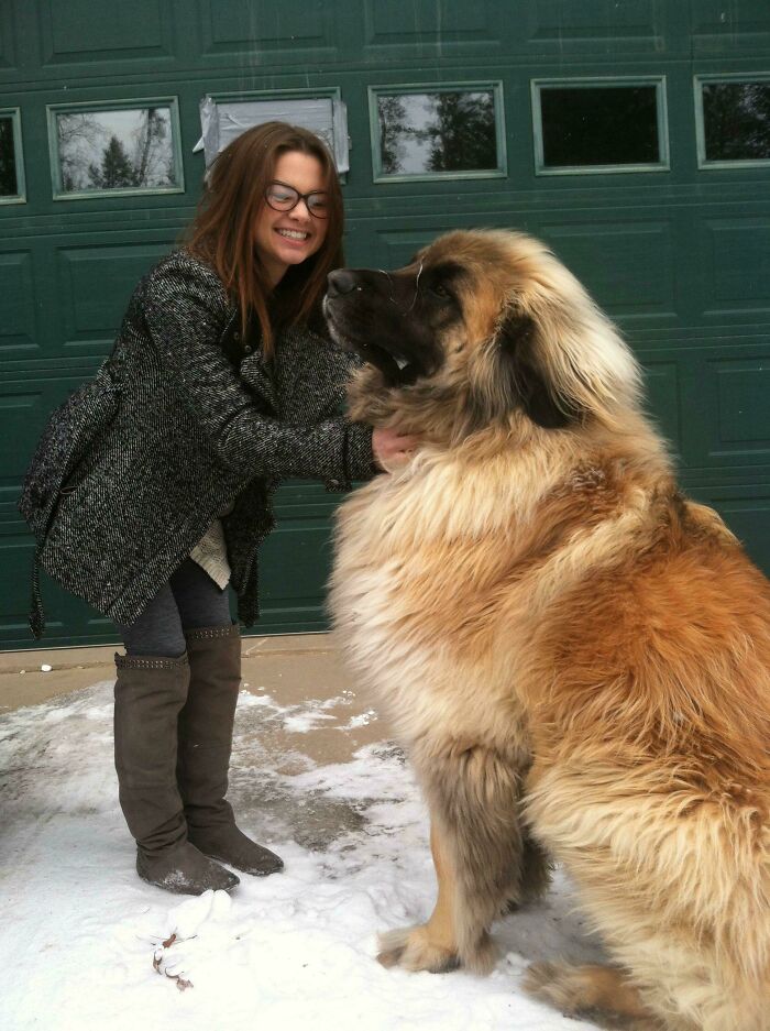Meet Simba, The Fuzzy Giant Leonberger