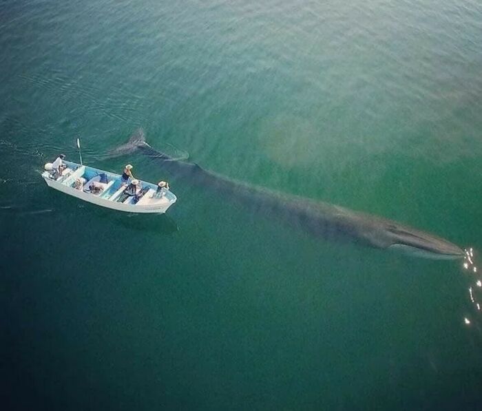 Whale Size Check: Perspective Edition