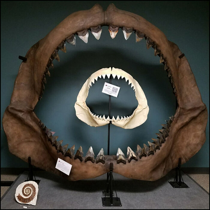 Jaw Game: Great White vs. Megalodon