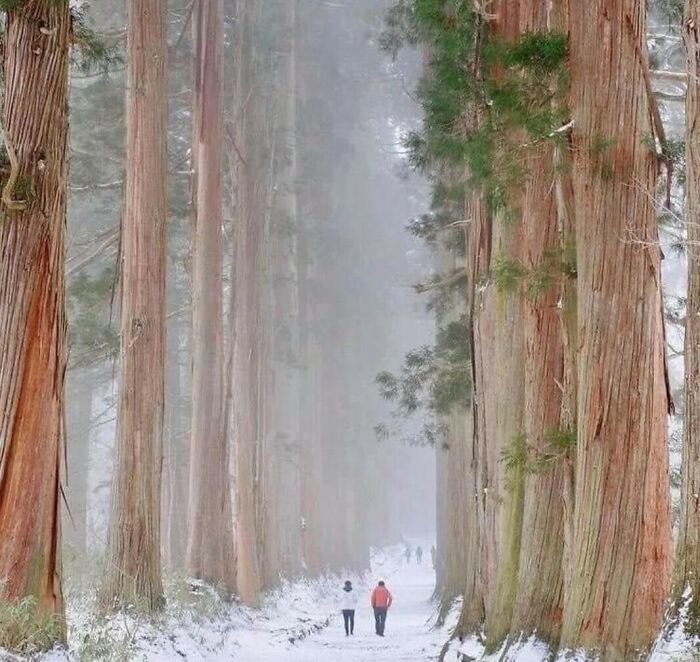 Tree Cathedral Vibes