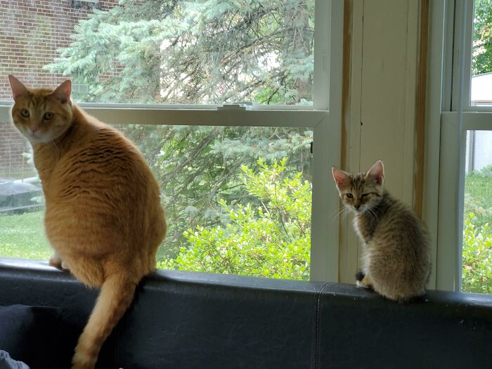 One Cat, Two Cat, Big Cat, New Cat