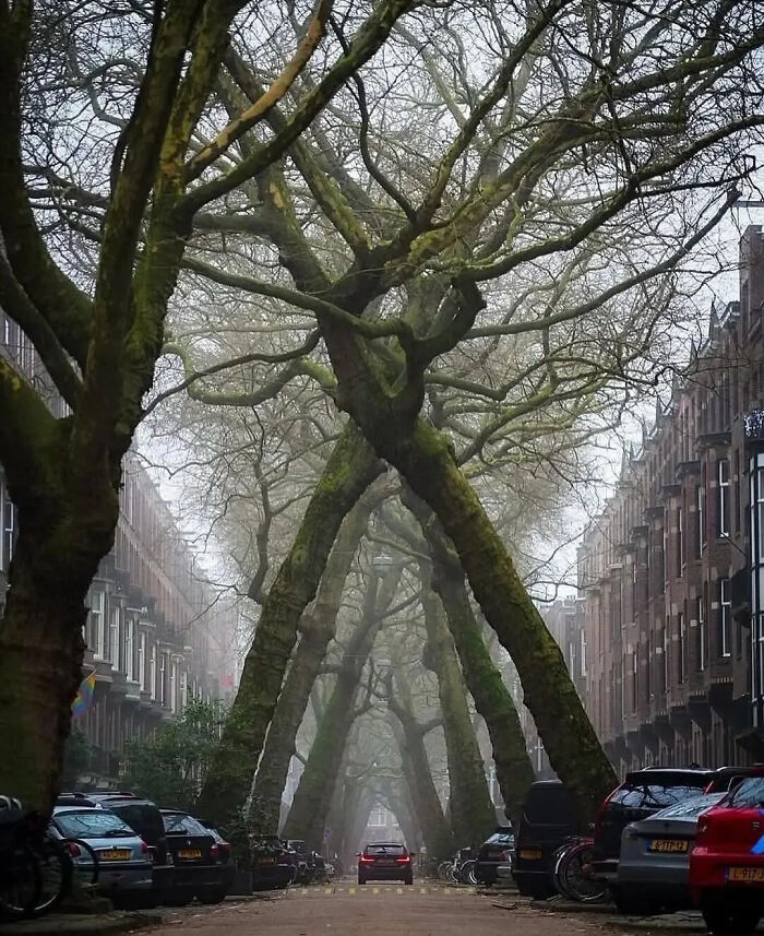 That Tree Tunnel in Amsterdam Is Like Something Out of a Fairytale