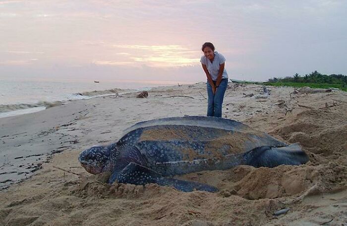 Wait, They Actually Took Photos To Show How Crazy Huge Stuff Really Is?