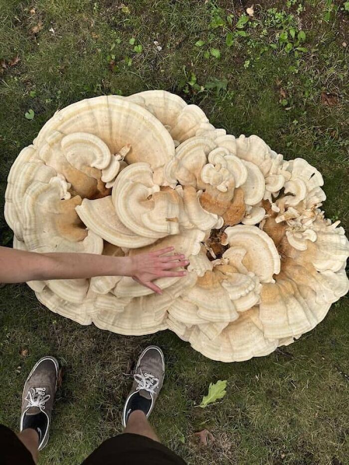 Wait, They Actually Took Photos To Show How Crazy Huge Stuff Really Is?