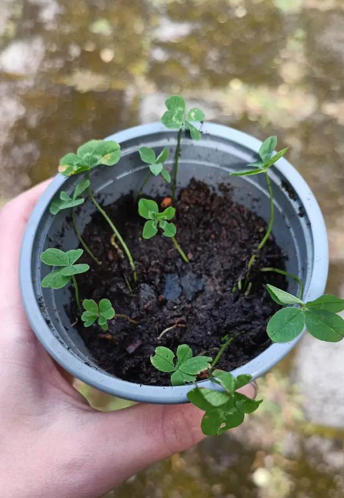 Say Hello To My Pot Of Luck