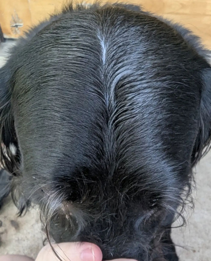 Ever Seen A Dog With A Middle Part?