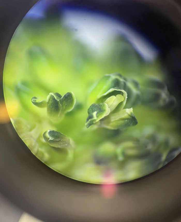 Broccoli Up Close, And It’s Weirdly Cool