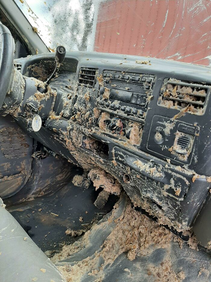 Dad’s Truck Got Hit By a Potato Slurry Truck... Yep, Rotten Potatoes Inside!