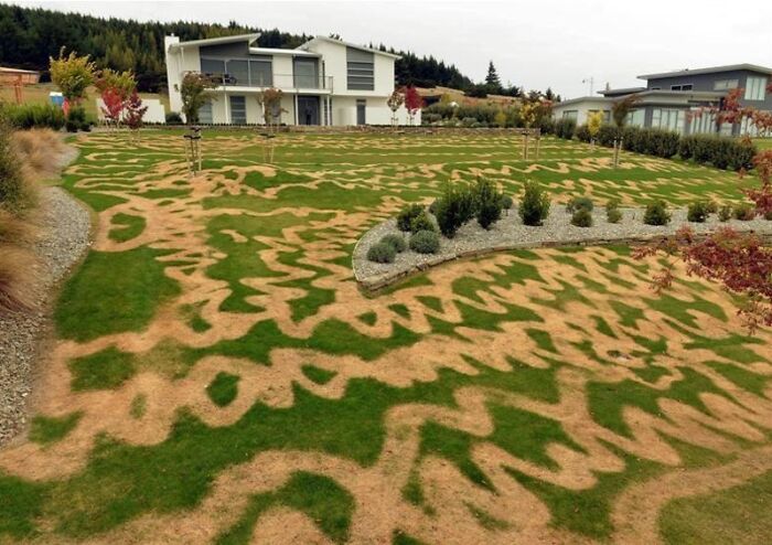 Sprayed the Wrong Stuff on the Lawn and Now It Looks Like a Desert