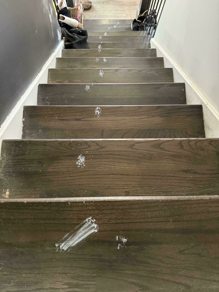 Our Cat Turned Into a Walking Paint Disaster