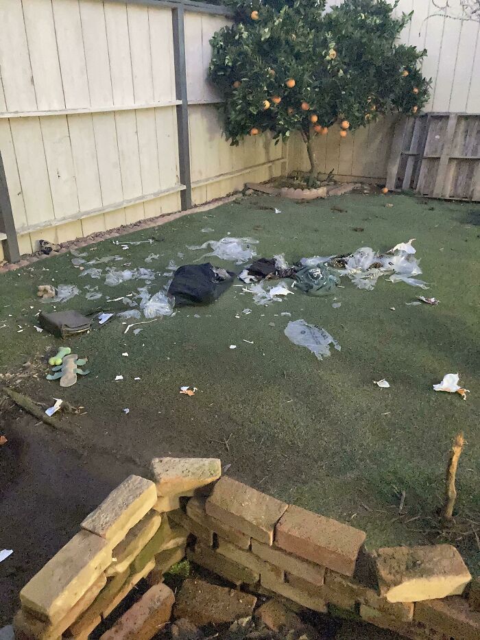 Rented Fancy Clothes, But UPS Thought the Backyard Was the Drop Spot (Puppy Approved)