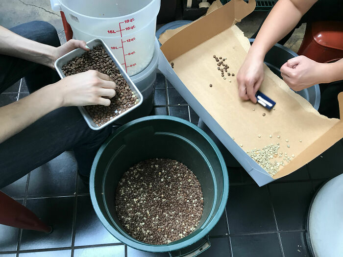 Boss Accidentally Mixed Raw and Roasted Coffee Beans. Now We’re Sorting 10,000 By Hand