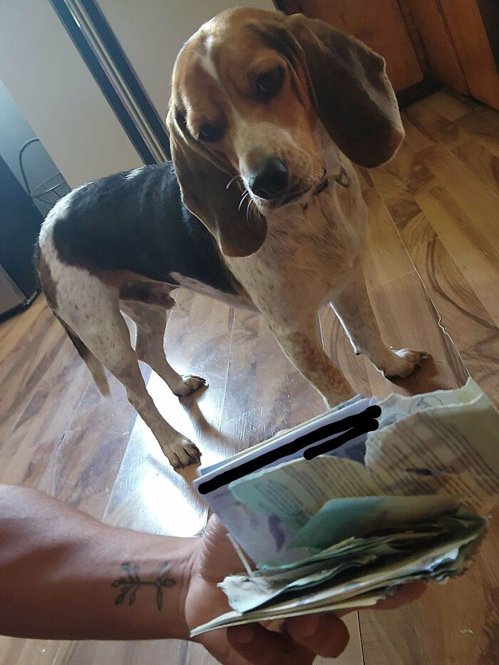 Dog Ate My Passport One Day Before Flying Home. Luckily, No Passport Needed!
