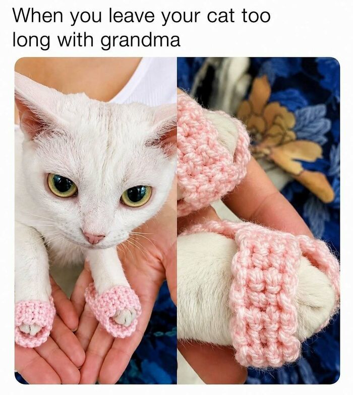 Leave Your Cat With Grandma Too Long And They Come Back The Boss