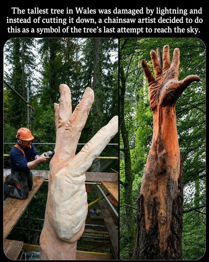 Damaged Tree? Make It Tell An Awesome Story Instead