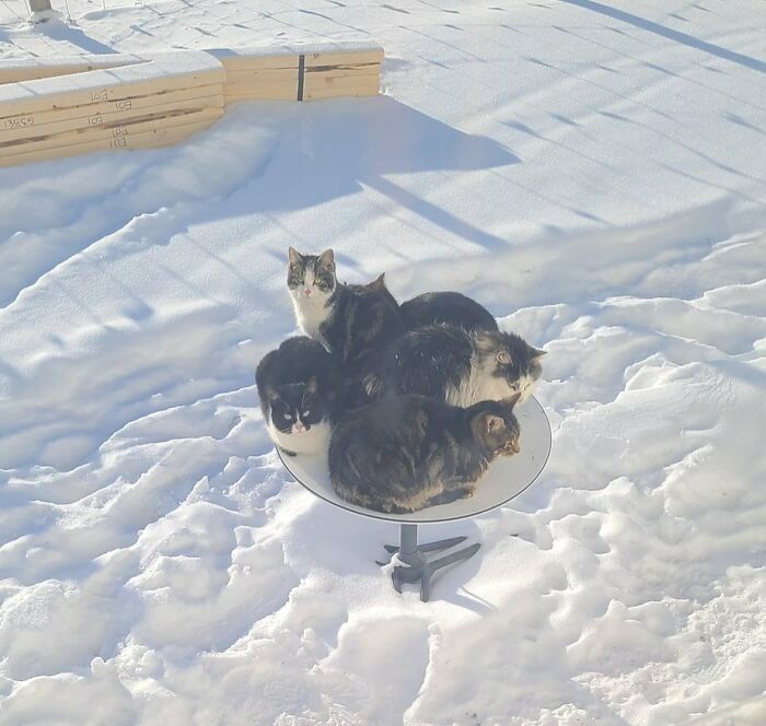 Starlink Works, But Cats Have Discovered It’s a Warm Nap Spot. Internet = 10, Kitty Heater = 100