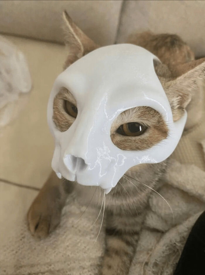 New Cat Skull Mask That’s Equal Parts Creepy And Cool