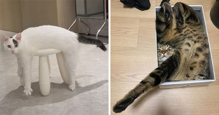Wait Till You See These Cats That Don’t Even Know They’re Comedy Gold (37 Pics)