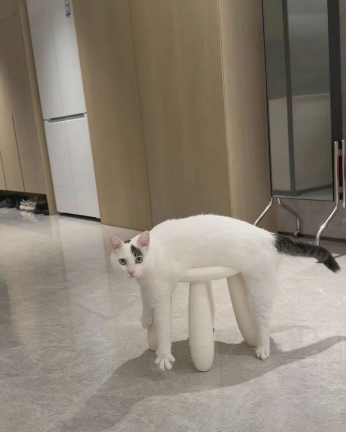 Wait Till You See These Cats That Don't Even Know They're Comedy Gold (37 Pics)
