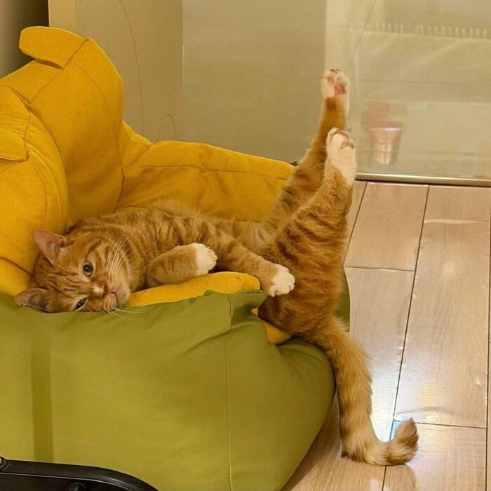 Wait Till You See These Cats That Don't Even Know They're Comedy Gold (37 Pics)
