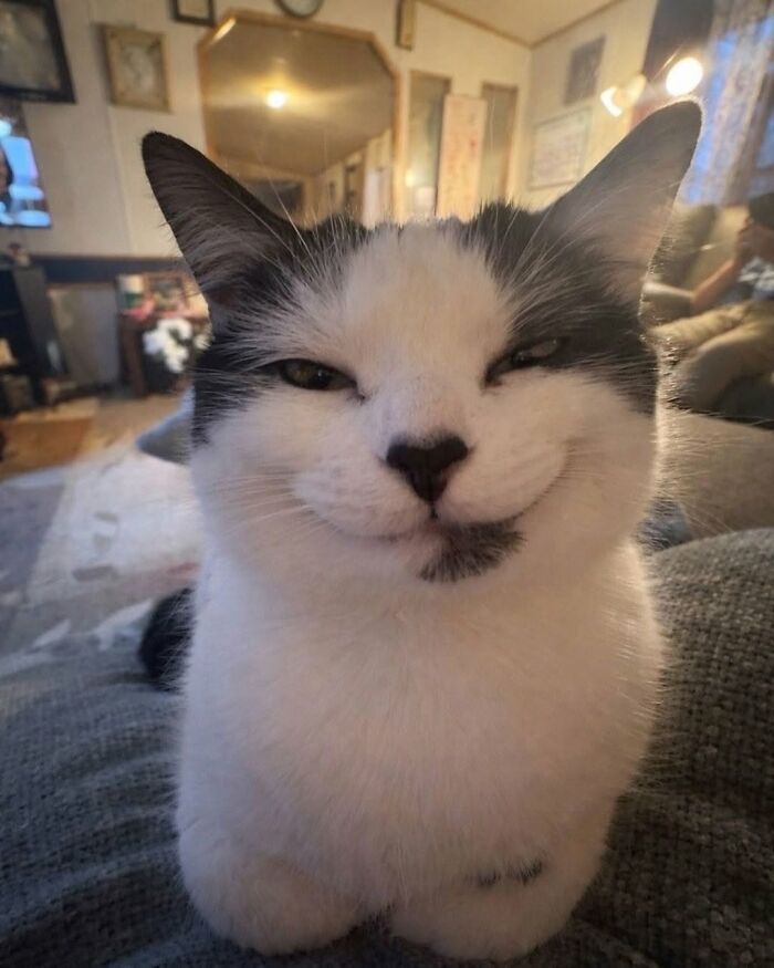 Wait Till You See These Cats That Don't Even Know They're Comedy Gold (37 Pics)