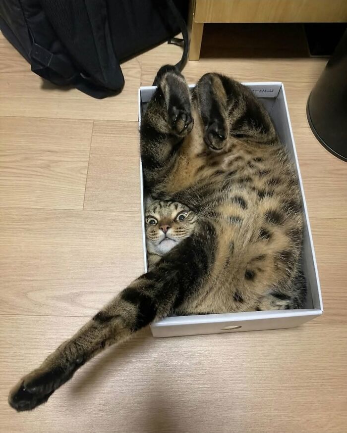 Wait Till You See These Cats That Don't Even Know They're Comedy Gold (37 Pics)