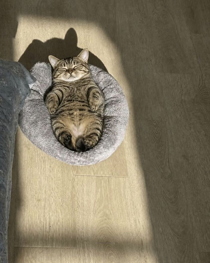 Wait Till You See These Cats That Don't Even Know They're Comedy Gold (37 Pics)