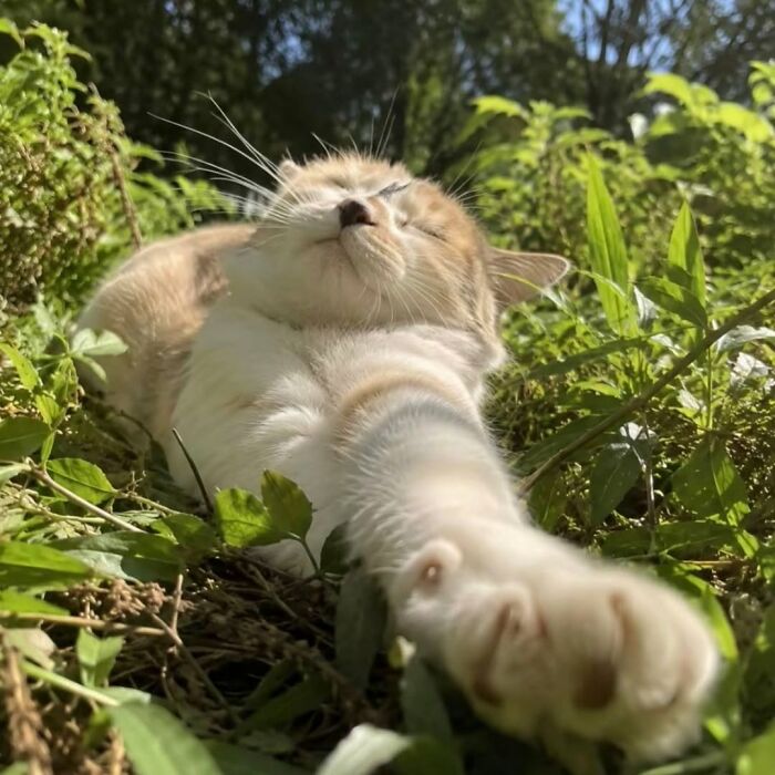 Wait Till You See These Cats That Don't Even Know They're Comedy Gold (37 Pics)