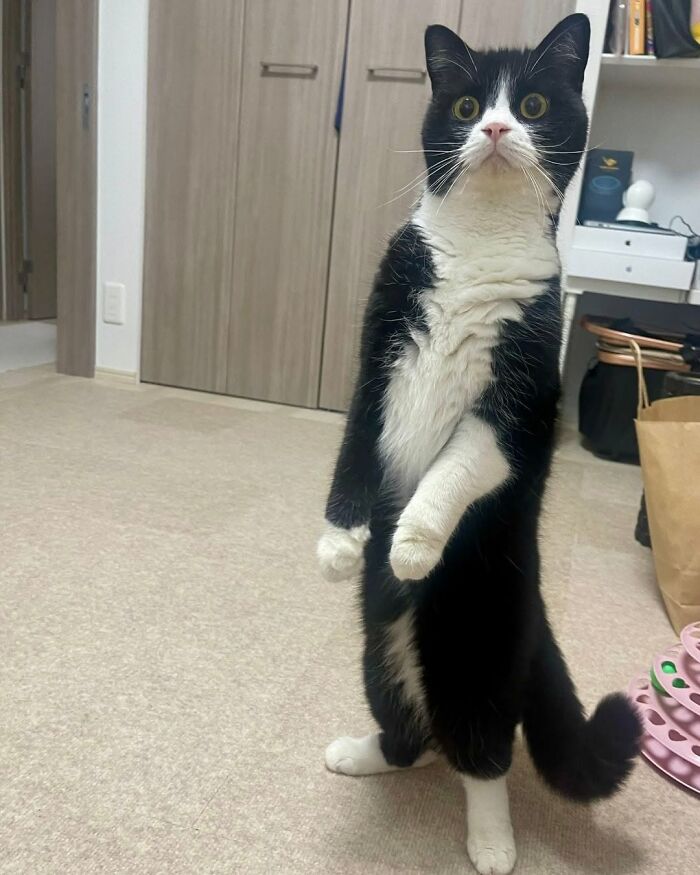 Wait Till You See These Cats That Don't Even Know They're Comedy Gold (37 Pics)
