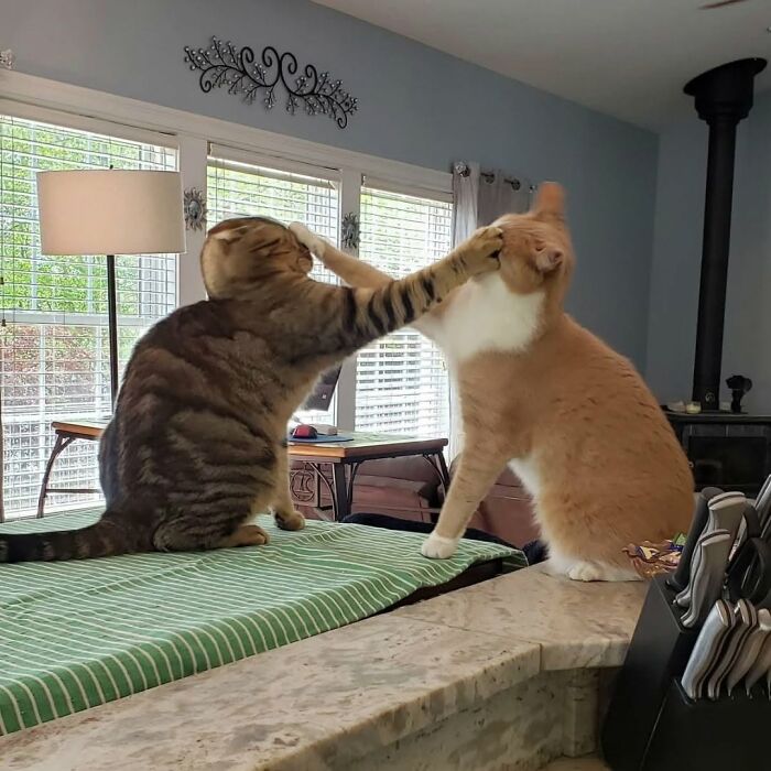 Wait Till You See These Cats That Don't Even Know They're Comedy Gold (37 Pics)