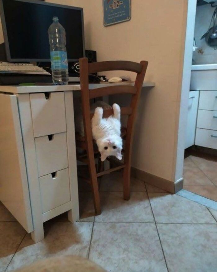 Wait Till You See These Cats That Don't Even Know They're Comedy Gold (37 Pics)