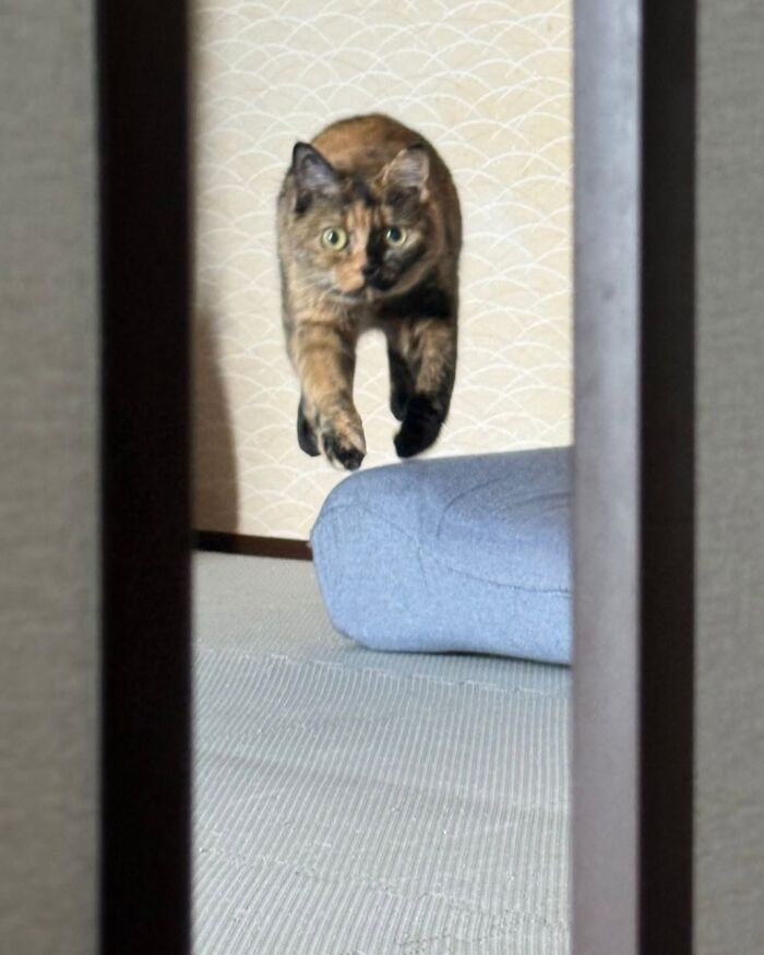 Wait Till You See These Cats That Don't Even Know They're Comedy Gold (37 Pics)