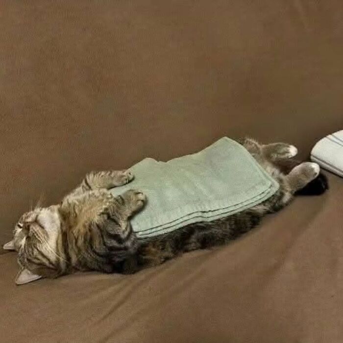 Wait Till You See These Cats That Don't Even Know They're Comedy Gold (37 Pics)