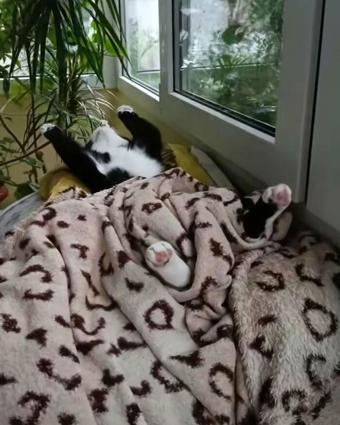 Wait Till You See These Cats That Don't Even Know They're Comedy Gold (37 Pics)