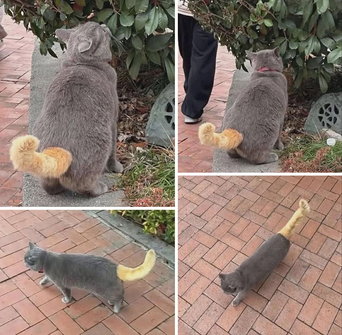 Wait Till You See These Cats That Don't Even Know They're Comedy Gold (37 Pics)