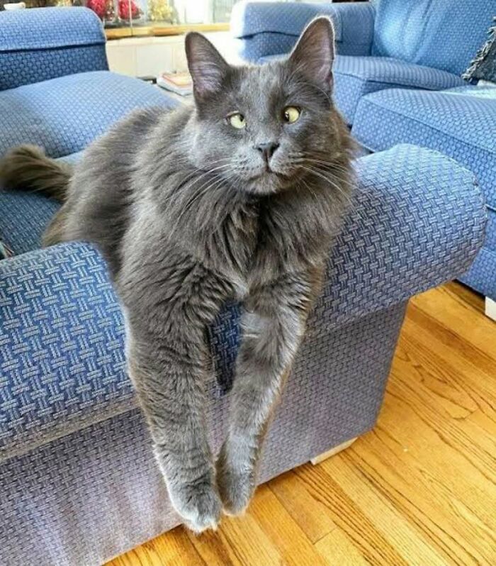 Wait Till You See These Cats That Don't Even Know They're Comedy Gold (37 Pics)