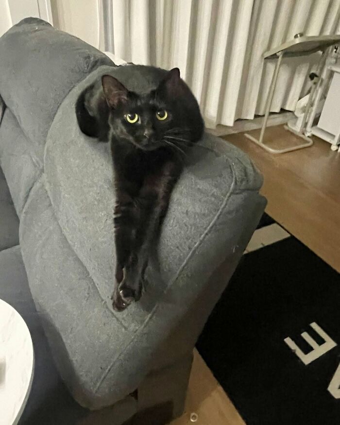 Wait Till You See These Cats That Don't Even Know They're Comedy Gold (37 Pics)