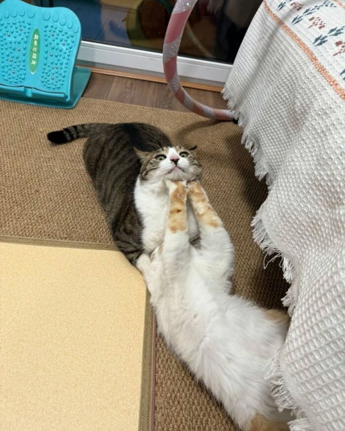 Wait Till You See These Cats That Don't Even Know They're Comedy Gold (37 Pics)