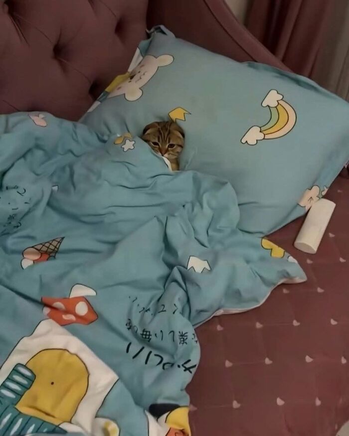 Wait Till You See These Cats That Don't Even Know They're Comedy Gold (37 Pics)