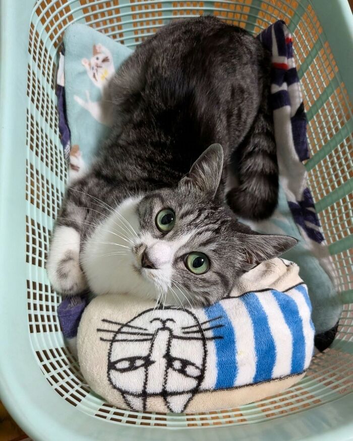 Wait Till You See These Cats That Don't Even Know They're Comedy Gold (37 Pics)